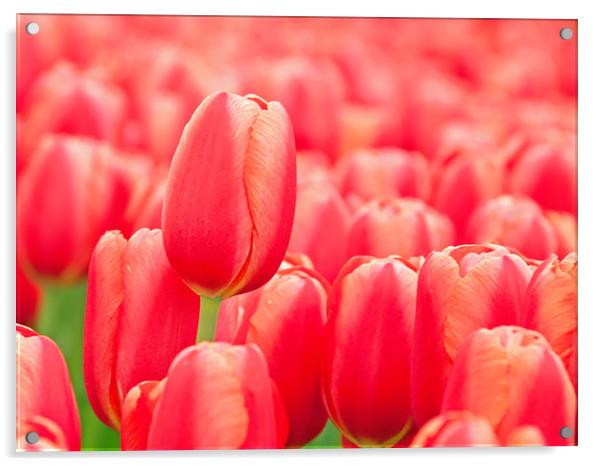 Red tulip Acrylic by Hamperium Photography