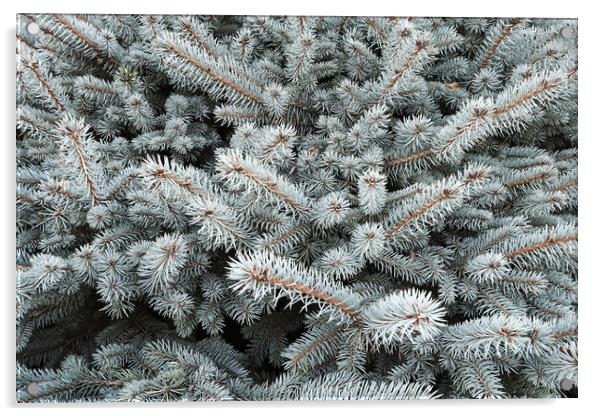 Blue spruce branch close-up, natura new year background Acrylic by Tartalja 