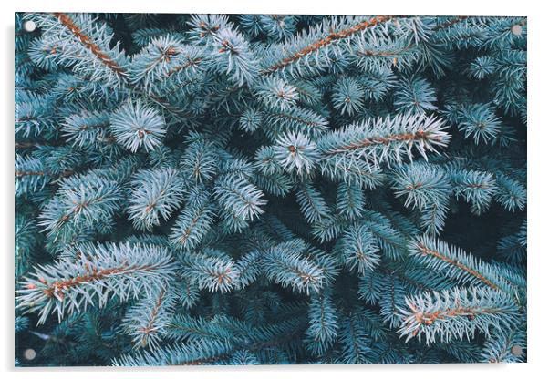 Blue spruce branch close-up, natura new year background Acrylic by Tartalja 
