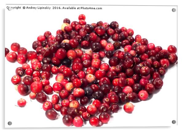 cranberries, berries Acrylic by Andrey Lipinskiy