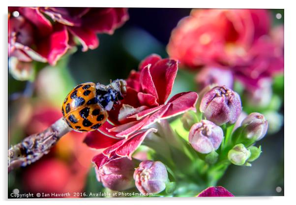 Macro Ladybird Acrylic by Ian Haworth