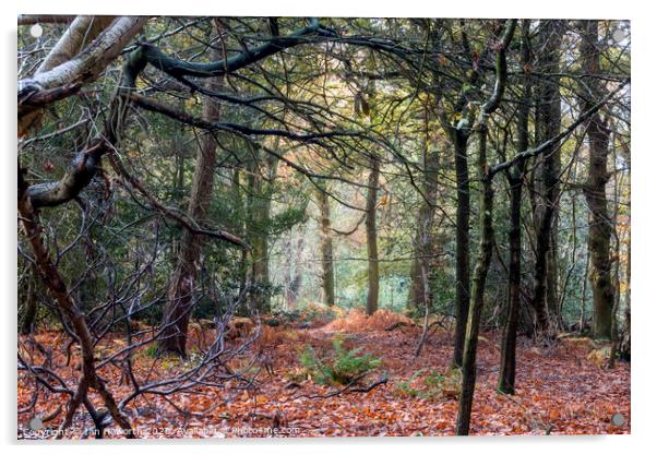 Autumn In The Woods Acrylic by Ian Haworth