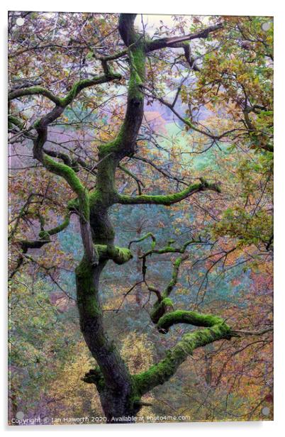 Autumn on The Edge Acrylic by Ian Haworth