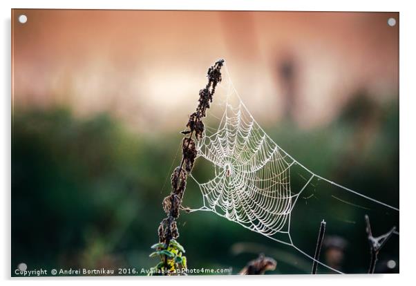 Cobweb in frost at morning. Ice on the spider's we Acrylic by Andrei Bortnikau