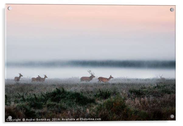 Herd of red deer on foggy field in Belarus. Acrylic by Andrei Bortnikau