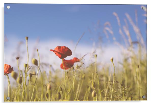 Poppy field Acrylic by Plamena Velikova