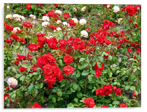 Roses on flowerbed Acrylic by Igor Krylov