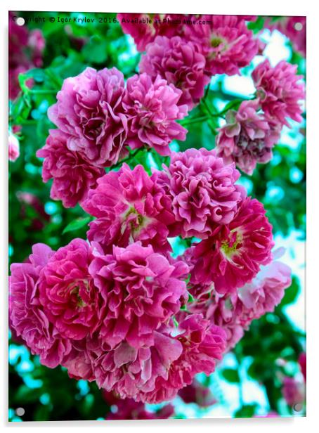 Flores of rose Acrylic by Igor Krylov