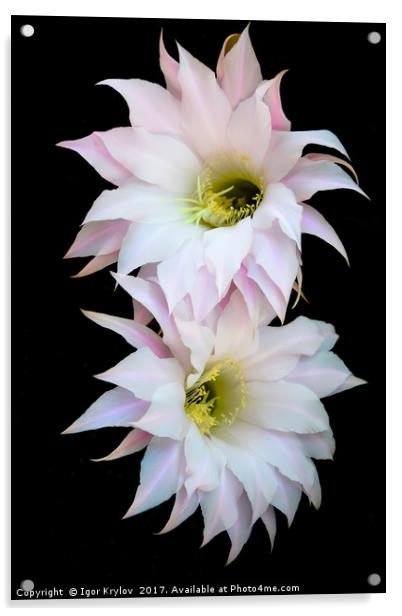 Flowers of cactus Acrylic by Igor Krylov
