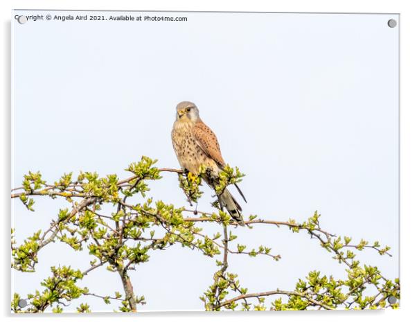 Kestrel. Acrylic by Angela Aird