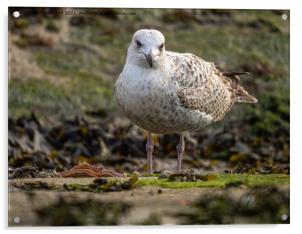 Herring Gull. Acrylic by Angela Aird