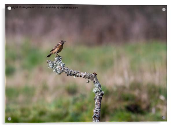 Stonechat. Acrylic by Angela Aird