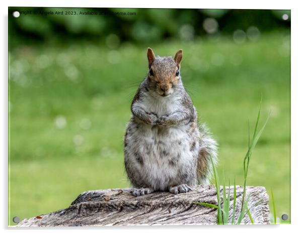 Grey Squirrel. Acrylic by Angela Aird