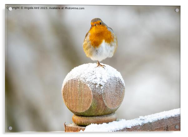 Snowy Robin. Acrylic by Angela Aird