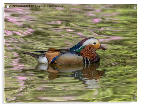 Mandarin. Acrylic by Angela Aird