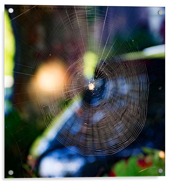 Cobweb. Acrylic by Angela Aird