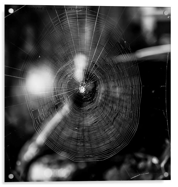  Black and white spider web. Acrylic by Angela Aird