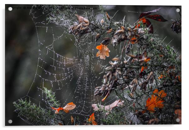 Dew on a cobweb Acrylic by Angela Aird