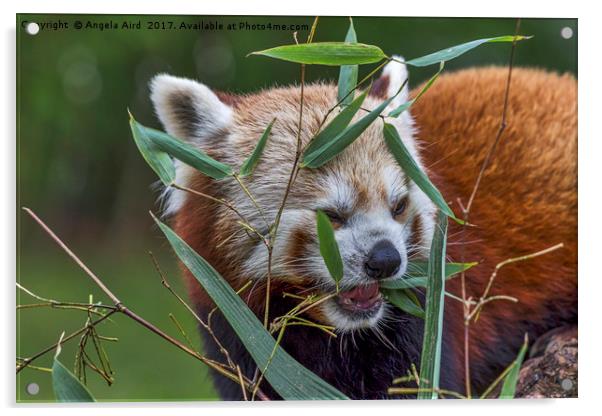 Red panda. Acrylic by Angela Aird