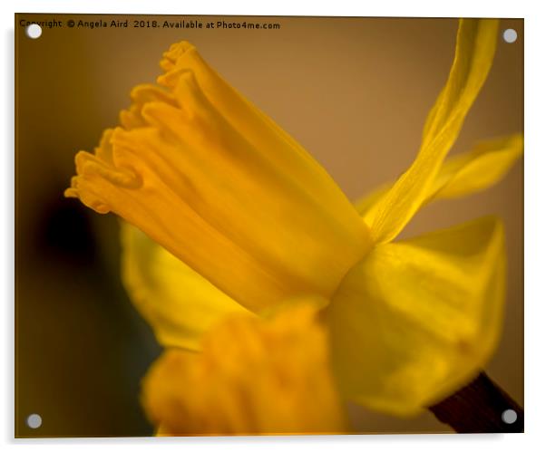 Daffodil. Acrylic by Angela Aird