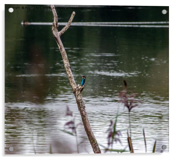 Kingfisher. Acrylic by Angela Aird