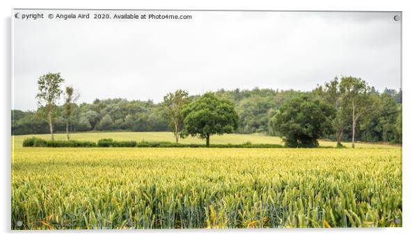 Wheat Field. Acrylic by Angela Aird