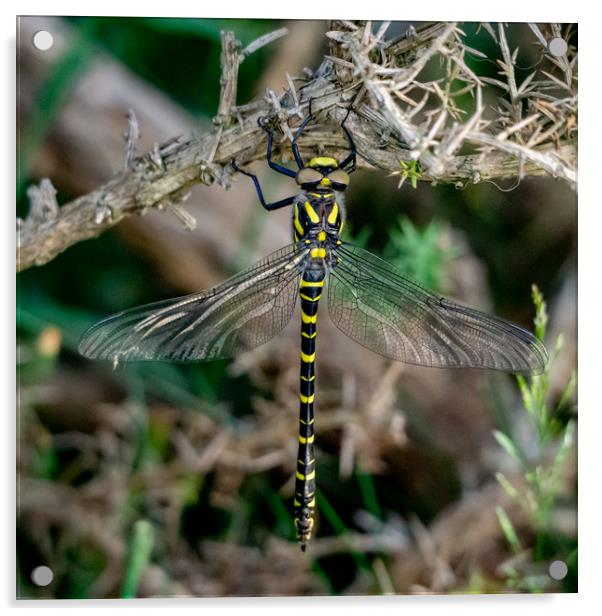 Golden-ringed Dragonfly. Acrylic by Angela Aird