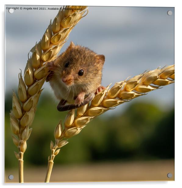 Harvest Mouse. Acrylic by Angela Aird