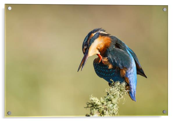 Kingfisher Itch Acrylic by Calum Dickson