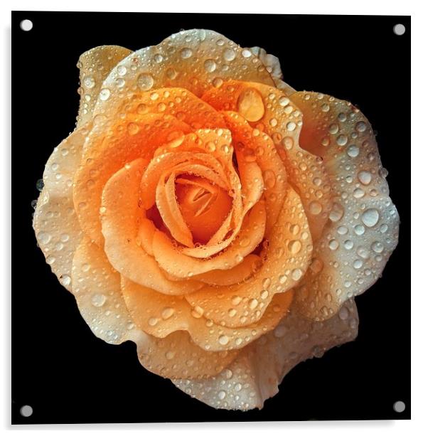 Rain drops on roses Acrylic by Henry Horton