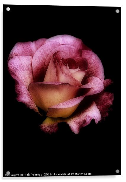 Midnight Rose Acrylic by Rick Penrose