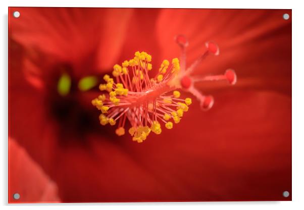 Red Flower Stamen Acrylic by Mark Baker