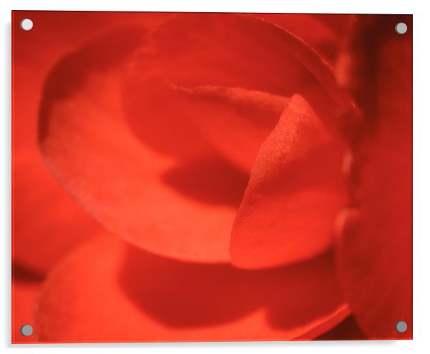 Macro Red Flower Acrylic by Mark Baker