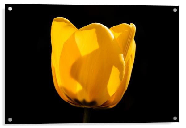 Tulip in Darkness Acrylic by Mark Baker