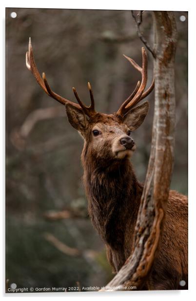 Regal Red Deer Stag in Glen Etive Acrylic by Gordon Murray