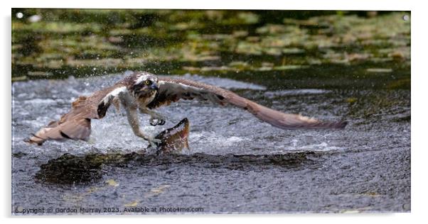 Osprey Catching Rainbow Trout Acrylic by Gordon Murray