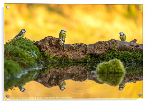 Six blue titmice Acrylic by Thomas Herzog