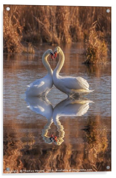 Swans in love Acrylic by Thomas Herzog