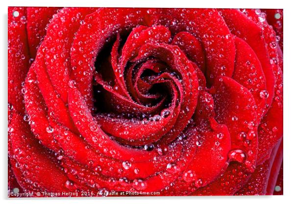 Red rose with waterdrops Acrylic by Thomas Herzog