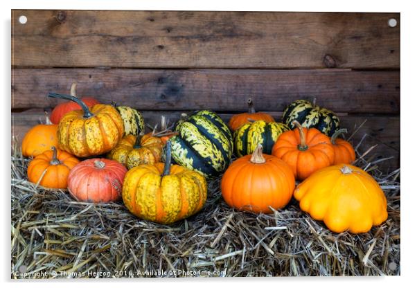 Colorful pumpkins Acrylic by Thomas Herzog