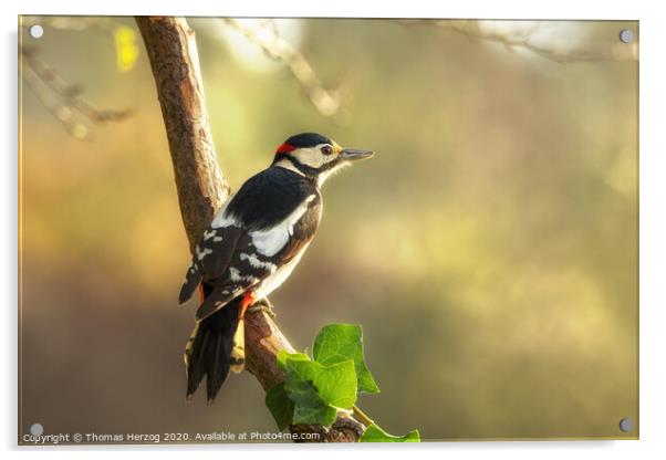 Great spotted Woodpecker Acrylic by Thomas Herzog