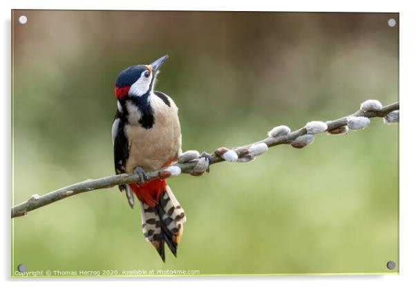 Great Spotted Woodpecker Acrylic by Thomas Herzog