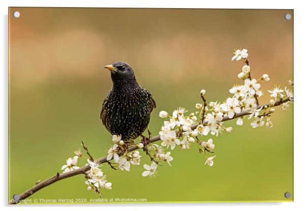 Starling is looking for spring Acrylic by Thomas Herzog