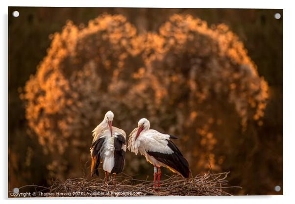The White stork family Acrylic by Thomas Herzog