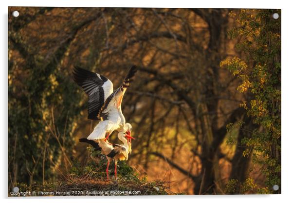 Making storks Acrylic by Thomas Herzog