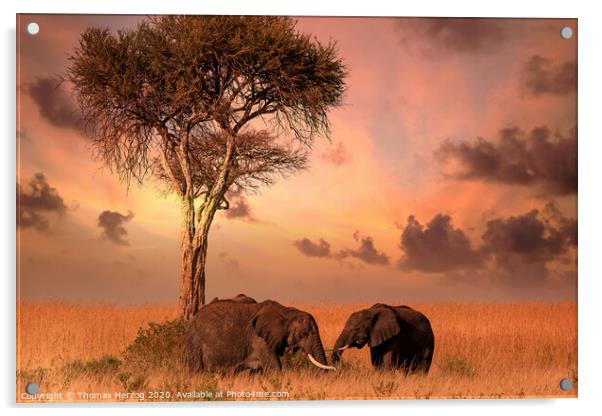 Dinner with elephants Acrylic by Thomas Herzog