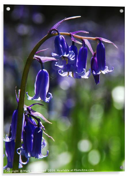 Idyllic Spring Bluebells Acrylic by Mark Greenwood