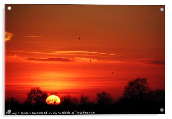 Birds Soaring at Sunset Acrylic by Mark Greenwood