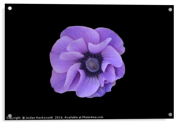 Purple flower on black background  Acrylic by Jordan Hawksworth