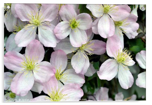 Light Purpley/pink and White Clematis flowers Acrylic by Jordan Hawksworth